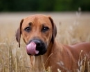 Rhodesian Ridgeback