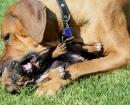 Rhodesian Ridgeback