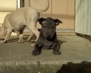Ridgeback Tailandés