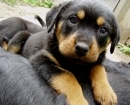 Rottweiler