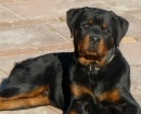 Rottweiler