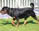 Rottweiler