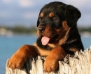Rottweiler