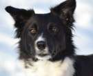 Laika-ruso-europeo-1