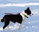 Laika-ruso-europeo-2