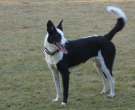 Laika-ruso-europeo-6