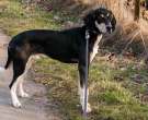 Sabueso-anglo-frances-mediano-4