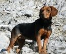 Sabueso del Tirol