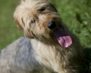Sabueso Bosnio