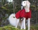 Saluki