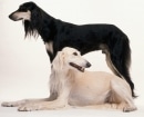 Saluki