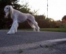 Saluki