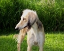 Saluki
