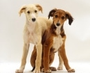 Saluki