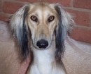 Saluki