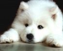 Samoyedo