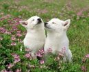Samoyedo