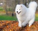 Samoyedo