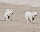 Samoyedo