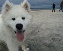 Samoyedo