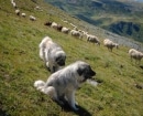 Šarplaninac