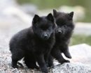 Schipperke