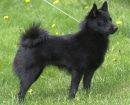 Schipperke