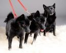 Schipperke