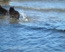 Schipperke
