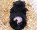 Schipperke