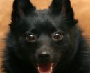 Schipperke