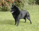 Schipperke