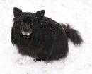 Schipperke