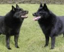 Schipperke