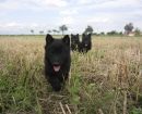 Schipperke