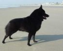 Schipperke