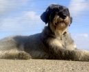 Schnauzer Gigante