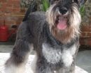 Schnauzer Mediano