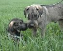 Schnauzer Mediano