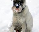 Schnauzer Mediano