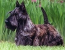 Scottish Terrier