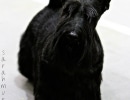 Scottish Terrier