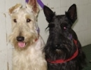 Scottish Terrier