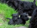 Scottish Terrier