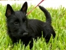 Scottish Terrier