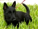 Scottish Terrier