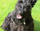 Scottish Terrier