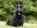 Scottish Terrier