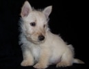 Scottish Terrier