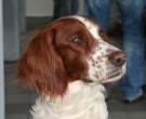 Setter irlandés rojo y blanco